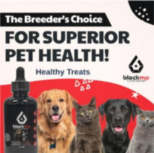 Healthy Pet Treats - Fall Of 2025